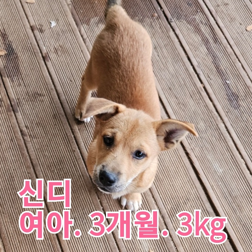 장성군동물보호센터_446498202300412